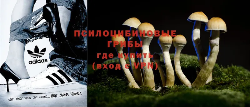 Псилоцибиновые грибы Psilocybe  Котовск 