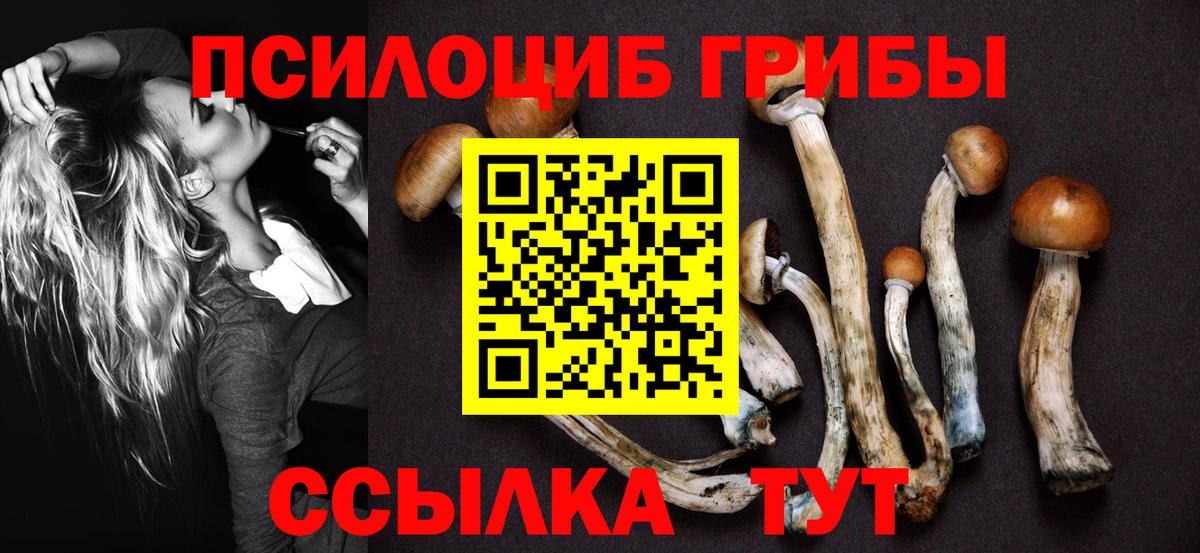 Галлюциногенные грибы Psilocybine cubensis Котовск